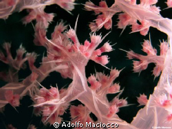 Soft Coral Close up. by Adolfo Maciocco 